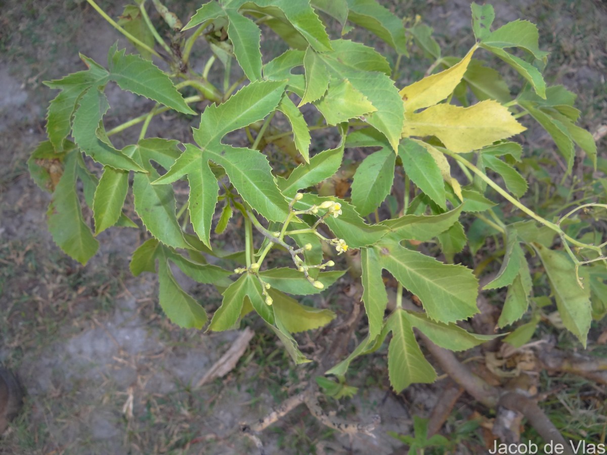 Jatropha glandulifera Roxb.